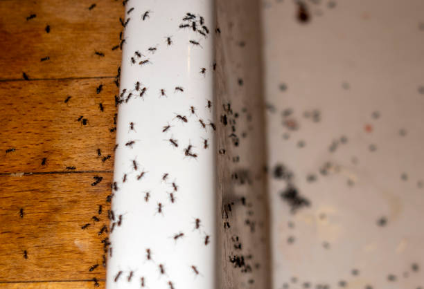 Best Termite Control Services  in Ouray, CO